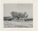 "1950's 400 series": Stone wall and trees (print is a cropped image)