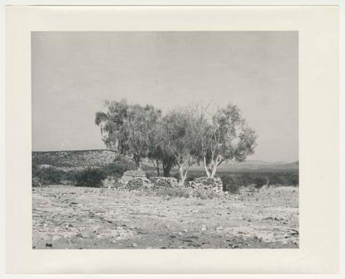 "1950's 400 series": Stone wall and trees (print is a cropped image)