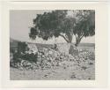 "1950's 400 series": Stone wall and trees (print is a cropped image)