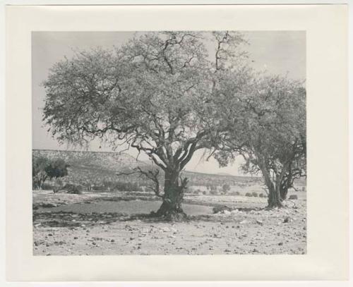 "1950's 400 series": Trees by small body of water (print is a cropped image)