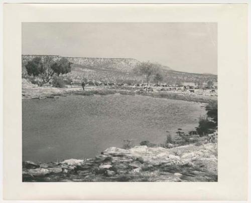 "1950's 400 series": People standing and herd of cattle or goats on far side of small pond (print is a cropped image)