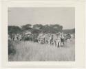 "1950's 400 series": Men standing next to cart pulled by eight donkeys (print is a cropped image)