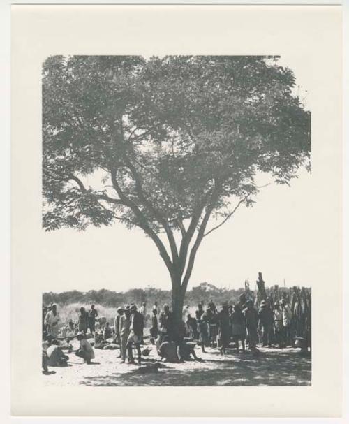 "1950 '400 Series' / 87 B/W prints (some duplicates) / Ovamboland": Group of men sitting and standing under a tree and by a fence (print is a cropped image)