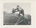 "1950 '400 Series' / 87 B/W prints (some duplicates) / Ovamboland": Man pouring grain from a can into a storage basket (print is a cropped image)