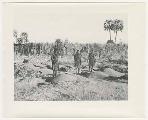 "1950 '400 Series' / 87 B/W prints (some duplicates) / Ovamboland": Three women standing next to piles of grain (print is a cropped image)