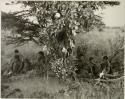 [No folder title]: Visitors' werft around a tree








