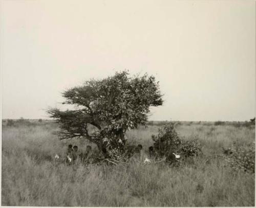 [No folder title]: Visitors' werft with a group of people under a tree, distant view








