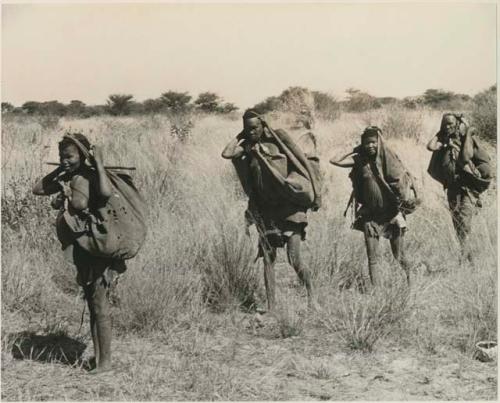 [No folder title]: Women carrying loads of tsama melons in their karosses tied over their heads








