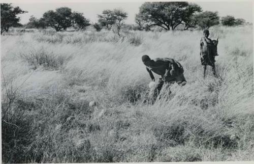 [No folder title]: /Twikwe and DaSi!Na gathering tsama melons in a field








