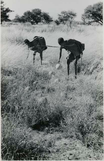 [No folder title]: /Twikwe and DaSi!Na gathering tsama melons in a field








