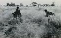 [No folder title]:/Twikwe and DaSi!Na gathering tsama melons in a field








