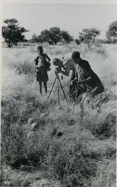 [No folder title]:/Twikwe and DaSi!Na gathering tsama melons in a field, /Twikwe putting a melon in her kaross








