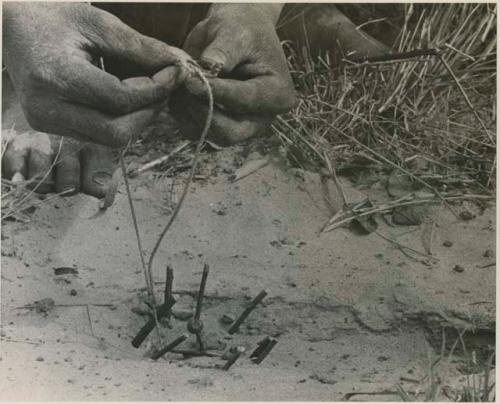 [No folder title]:  Close-up of a snare for guinea fowl, showing sticks stuck in ground and bait of berries on a stick in the center





