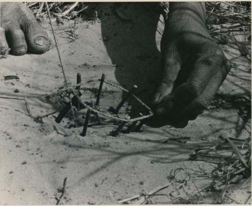 [No folder title]:  Person's hands placing noose around stick to set up a snare





