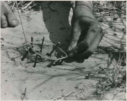 [No folder title]:  Person's hands placing noose around stick to set up a snare





