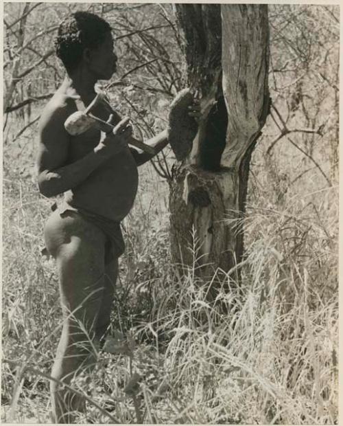 [No folder title]:  Gau holding a honey comb he chopped out of a tree






