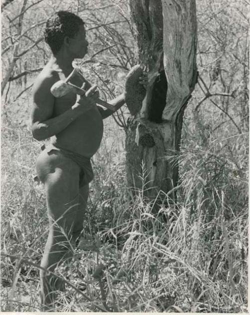 [No folder title]:  Gau holding a honey comb he chopped out of a tree






