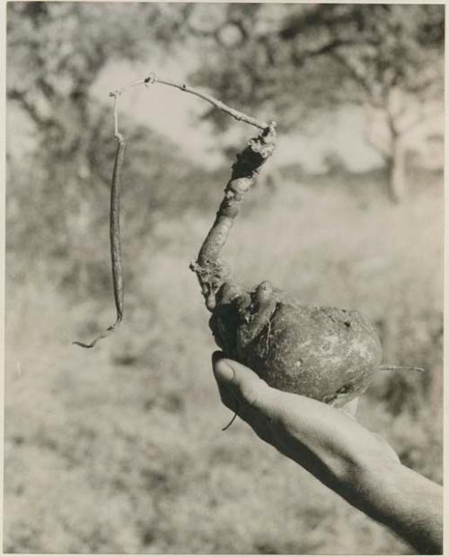 [No folder title]:  Robert Story holding up a plant specimen, a root







