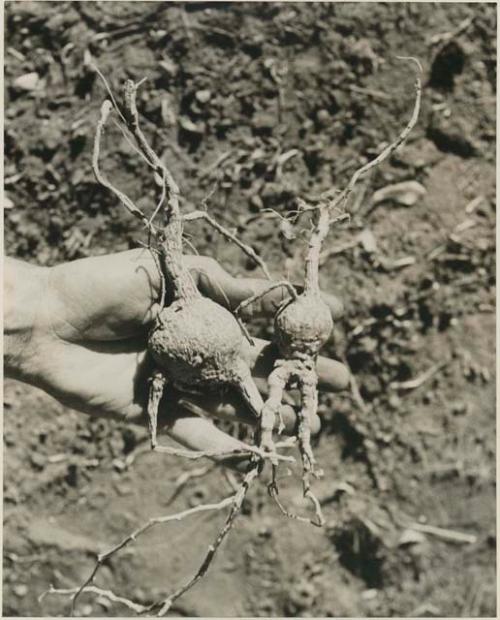 [No folder title]:  Robert Story holding up plant specimens, two roots





