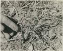 [No folder title]:  Robert Story pointing to a plant specimen, probably veldkos, close-up






