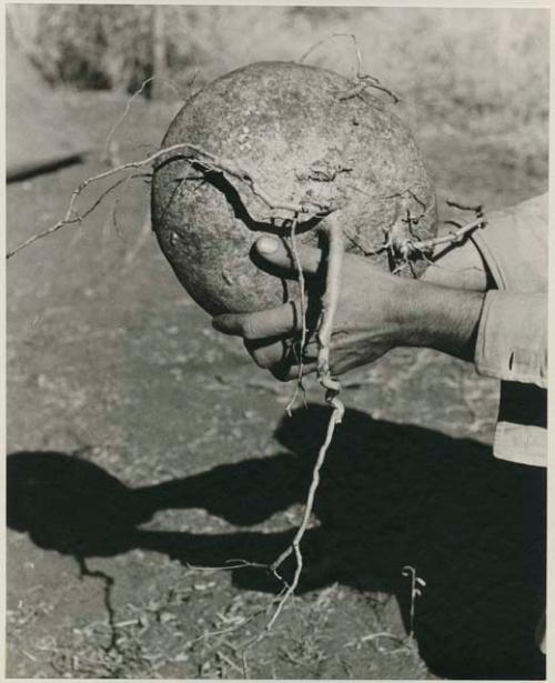 [No folder title]: Robert Story holding a plant specimen, a round storage organ







