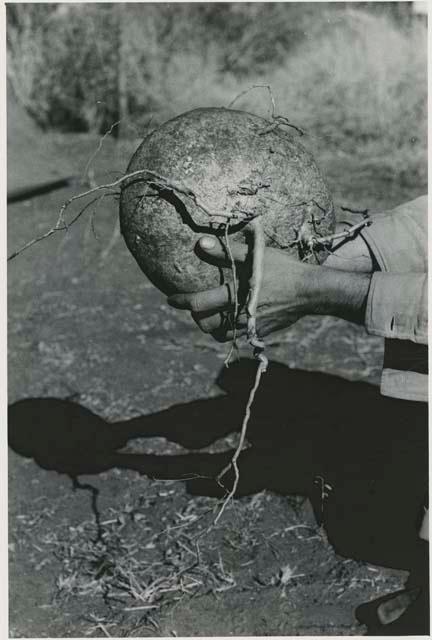 [No folder title]: Robert Story holding a plant specimen, a round storage organ







