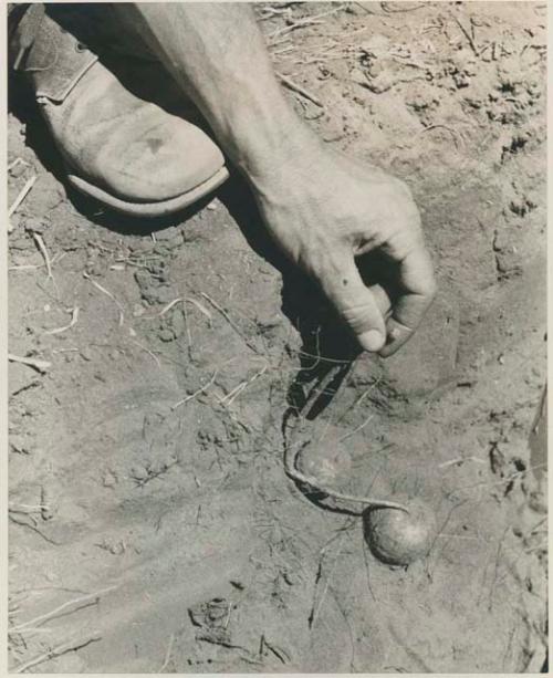 [No folder title]: Robert Story pulling plant specimens, bulbs, from a shallow hole






