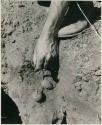 [No folder title]: Robert Story pulling plant specimens, bulbs, from a shallow hole







