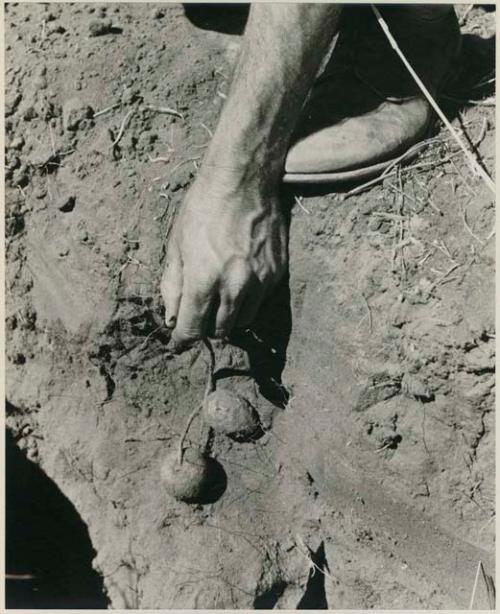 [No folder title]: Robert Story pulling plant specimens, bulbs, from a shallow hole







