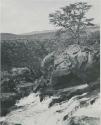 "1950 '400 Series' / 41 prints": Tree and rocks at Ruacana Falls (print is a cropped image)