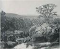 "1950 '400 Series' / 41 prints": Tree and rocks at Ruacana Falls (print is a cropped image)