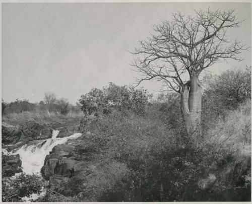 "1950 '400 Series' / 41 prints": Tree and rapids at Ruacana Falls (print is a cropped image)