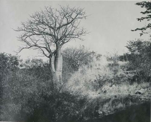 "1950 '400 Series' / 41 prints": Tree at Ruacana Falls (print is a cropped image)