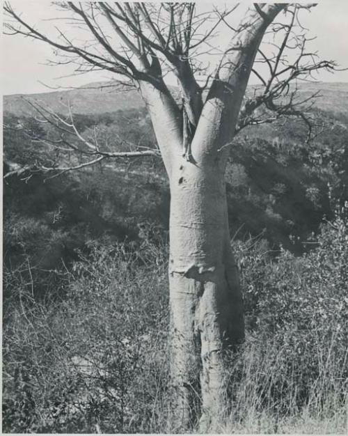 "1950 '400 Series' / 41 prints": Tree at Ruacana Falls (print is a cropped image)