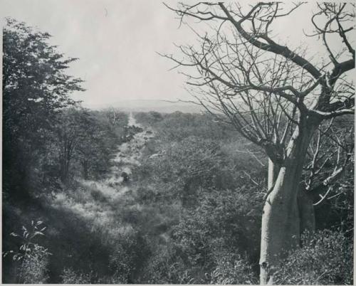 "1950 '400 Series' / 41 prints": Rapids and tree at Ruacana Falls (print is a cropped image)