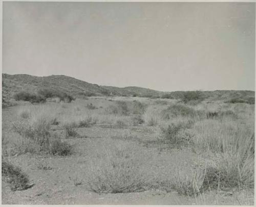 "1950 400 series  43 prints / Kunene River, Kaokoveld, Ovamboland / Merle LaVoy & L.K.M": Landscape with vegetation, and hills in the distance (print is a cropped image)