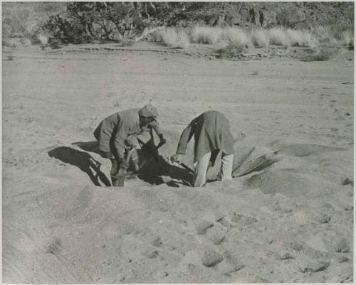 "1950 400 series  43 prints / Kunene River, Kaokoveld, Ovamboland / Merle LaVoy & L.K.M": Two men digging (print is a cropped image)