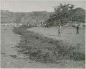 "1950 400 series  43 prints / Kunene River, Kaokoveld, Ovamboland / Merle LaVoy & L.K.M": Men standing next to row of brush laid out on sand (print is a cropped image)