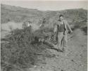 "1950 400 series  43 prints / Kunene River, Kaokoveld, Ovamboland / Merle LaVoy & L.K.M": Men walking along line of brush laid out on the sand (print is a cropped image)