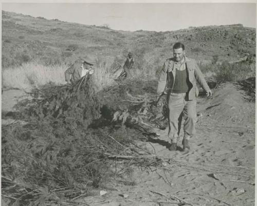 "1950 400 series  43 prints / Kunene River, Kaokoveld, Ovamboland / Merle LaVoy & L.K.M": Men walking along line of brush laid out on the sand (print is a cropped image)