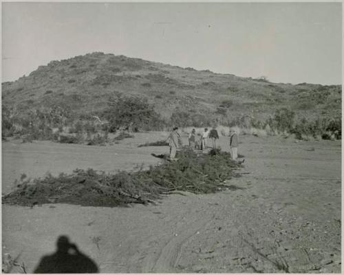 "1950 400 series  43 prints / Kunene River, Kaokoveld, Ovamboland / Merle LaVoy & L.K.M": Brush laid out in long row on sand (print is a cropped image)