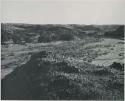 "1950 400 series  43 prints / Kunene River, Kaokoveld, Ovamboland / Merle LaVoy & L.K.M": View from the top of a hill (print is a cropped image)