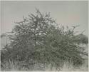 "1950 400 series  43 prints / Kunene River, Kaokoveld, Ovamboland / Merle LaVoy & L.K.M": Bush (print is a cropped image)