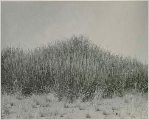 "1950 400 series  43 prints / Kunene River, Kaokoveld, Ovamboland / Merle LaVoy & L.K.M": Grass (print is a cropped image)