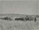 "1950 400 series  43 prints / Kunene River, Kaokoveld, Ovamboland / Merle LaVoy & L.K.M": People using animals to pull a truck out of the sand (print is a cropped image)