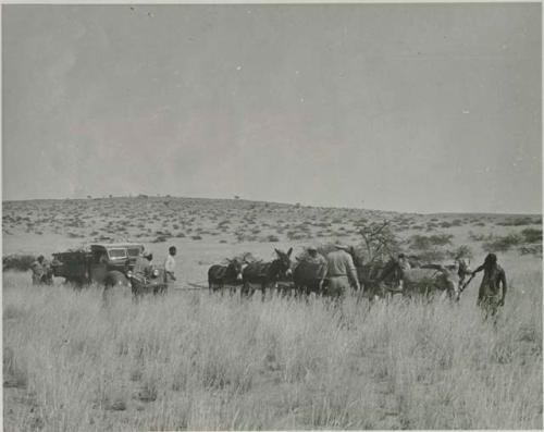 "1950 400 series  43 prints / Kunene River, Kaokoveld, Ovamboland / Merle LaVoy & L.K.M": People using animals to pull a truck out of the sand (print is a cropped image)