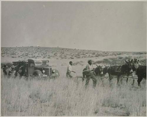 "1950 400 series  43 prints / Kunene River, Kaokoveld, Ovamboland / Merle LaVoy & L.K.M": People using animals to pull a truck out of the sand (print is a cropped image)