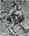 "1950 400 series  40 prints / Kaokoveld": Welwitschia (print is a cropped image)