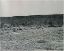 "1950 400 series  40 prints / Kaokoveld": Landscape with brush, hills in background (print is a cropped image)