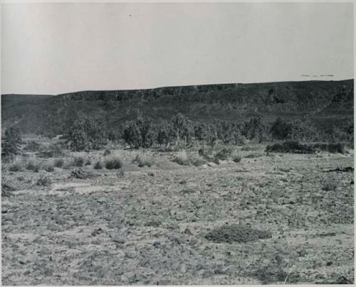 "1950 400 series  40 prints / Kaokoveld": Landscape with brush, hills in background (print is a cropped image)